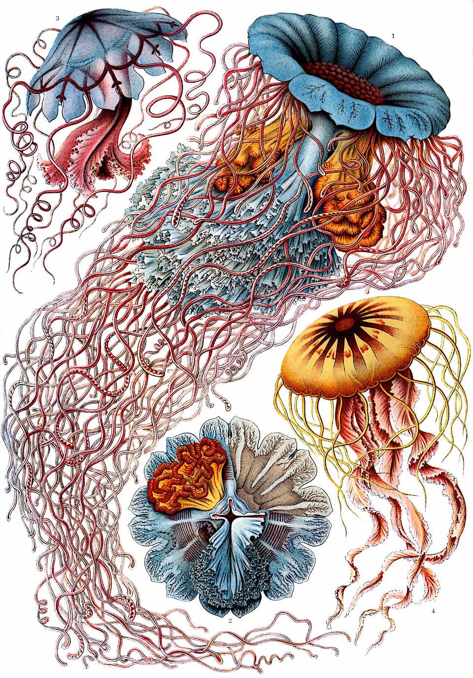 Engraving of discomedusae jellyfish from Ernst Haeckel's Kunstformen der Natur