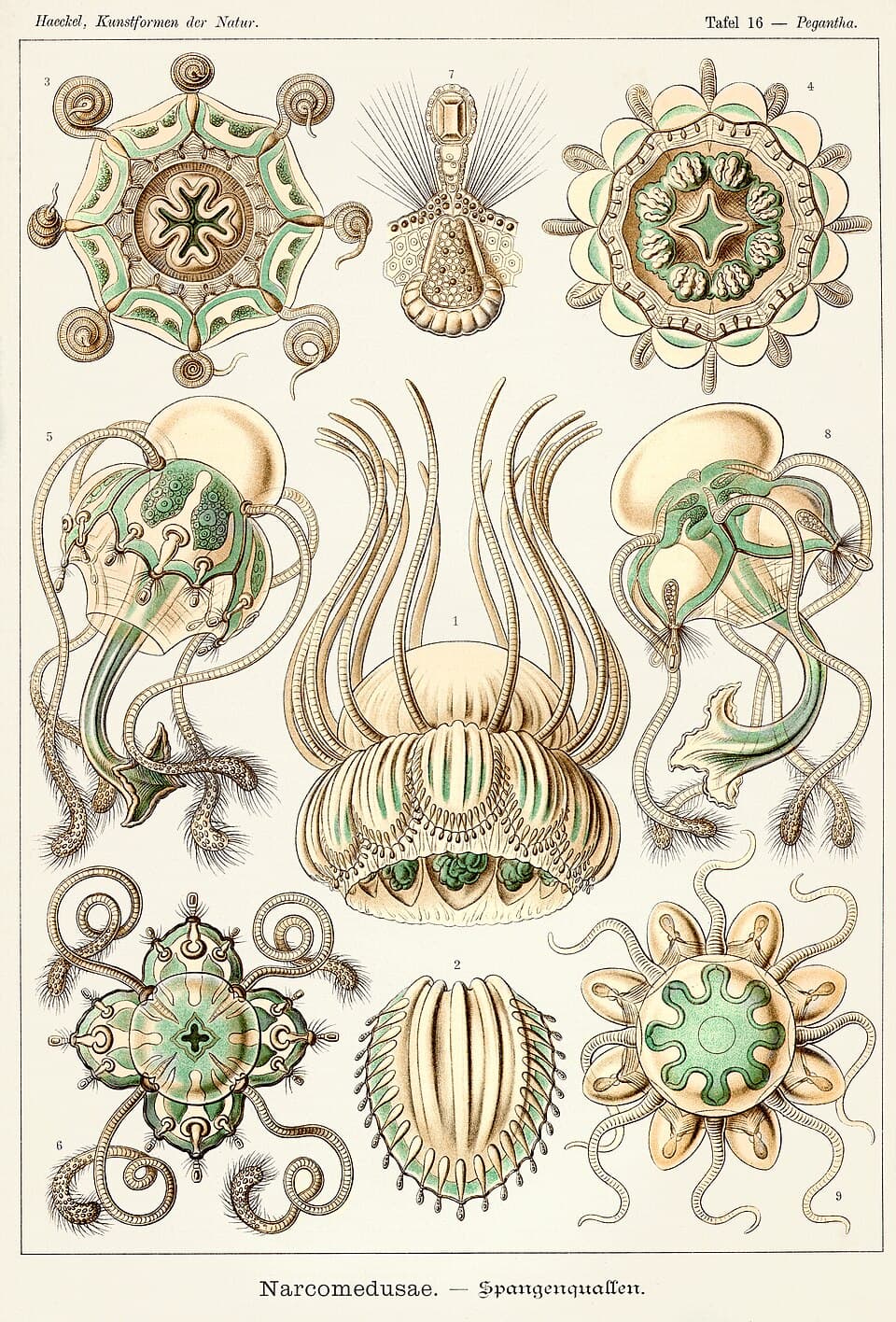 Engraving of narcomedusae jellyfish from Ernst Haeckel's Kunstformen der Natur